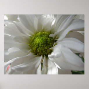 White Chrysanthemum Print