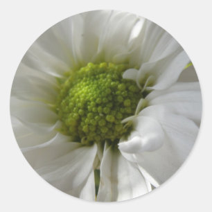 White Chrysanthemum Stickers