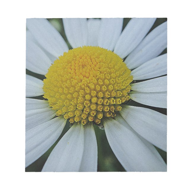 White chrysanthemum with yellow center notepad (Front)