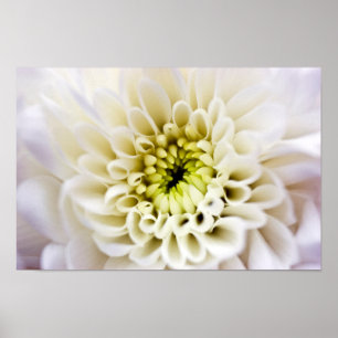 White Chyrsanthemum flower Poster