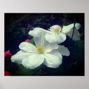 White Clematis Flower Pair  Poster