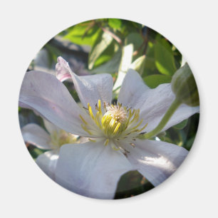 White Clematis II Magnet
