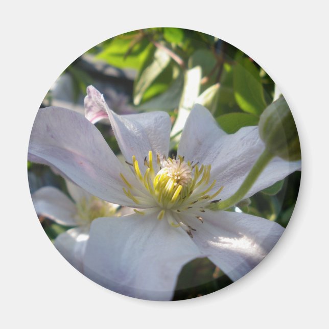 White Clematis II Magnet (Front)