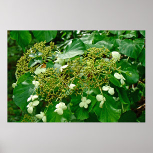 White Climbing Hydrangea - Poster