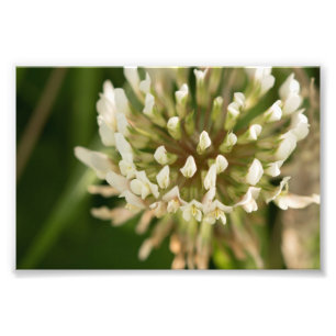 White Clover Photo Print