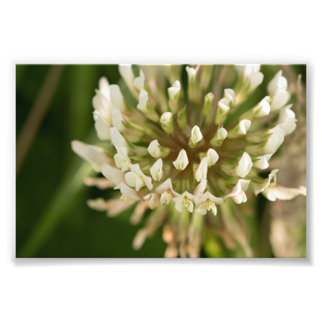 White Clover Photo Print (Front)