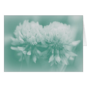 White Clover Wildflowers