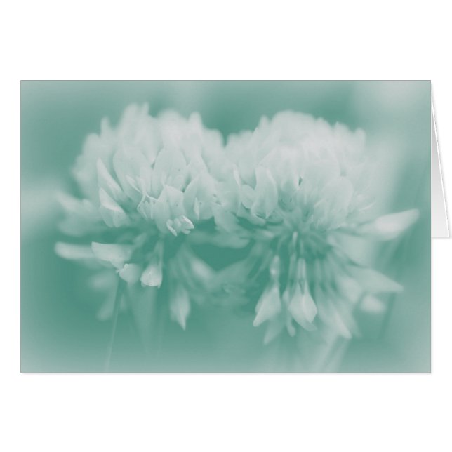 White Clover Wildflowers (Front Horizontal)