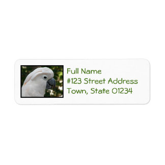 White Cockatoo