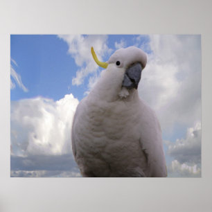 White Cockatoo Poster