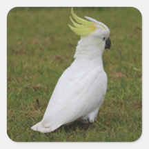 White Cockatoo