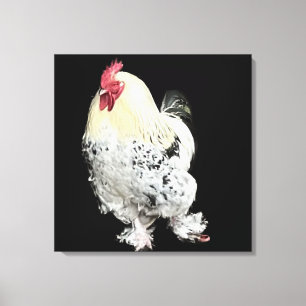 White Cockerel with feathered feet No 2 Canvas Print