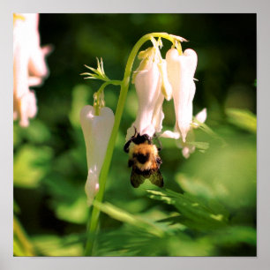 White Columbine Flower And Bumble Bee Poster