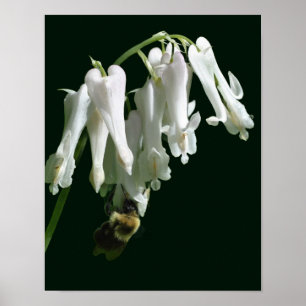 White Columbine Flower And Bumble Bee Poster