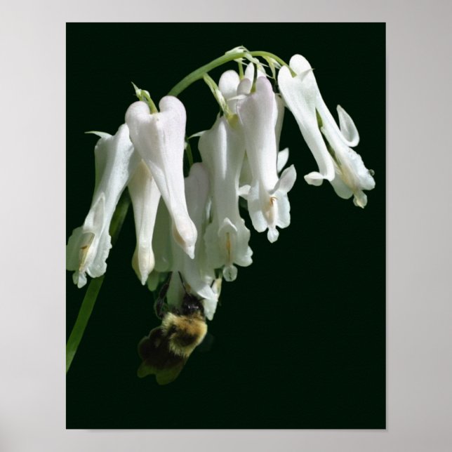 White Columbine Flower And Bumble Bee  Poster (Front)