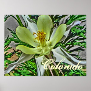 White columbine flower poster