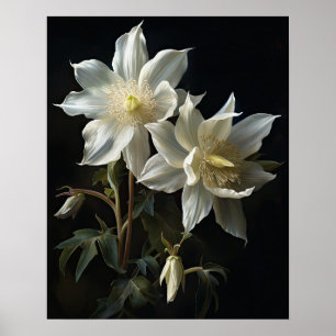White Columbine Flowers Art Print Poster