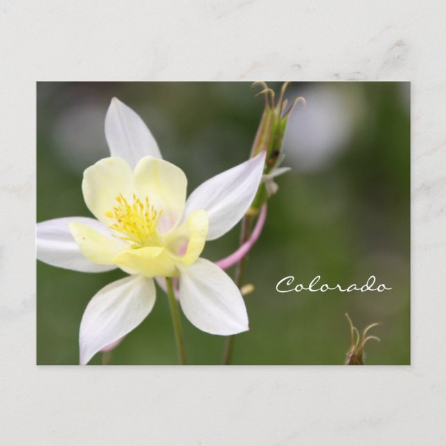 White Columbine Postcard (Front)