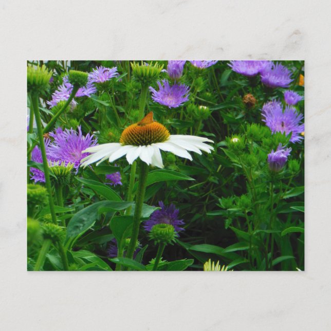 White Cone flower, purple flowers and moth Postcard (Front)