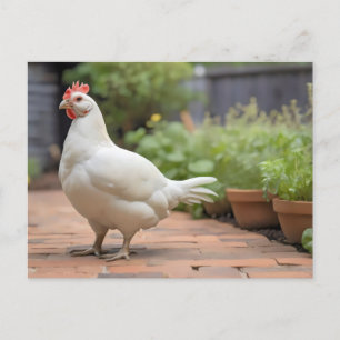 White Cornis hen on patio Holiday Postcard