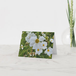 White Cosmos Blooms in the Garden Holiday Card