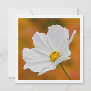 White Cosmos Floral Square Invitations