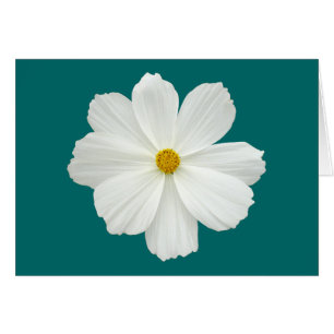 White Cosmos Flower