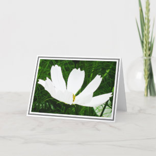 White Cosmos Flower Against Green Foliage Card