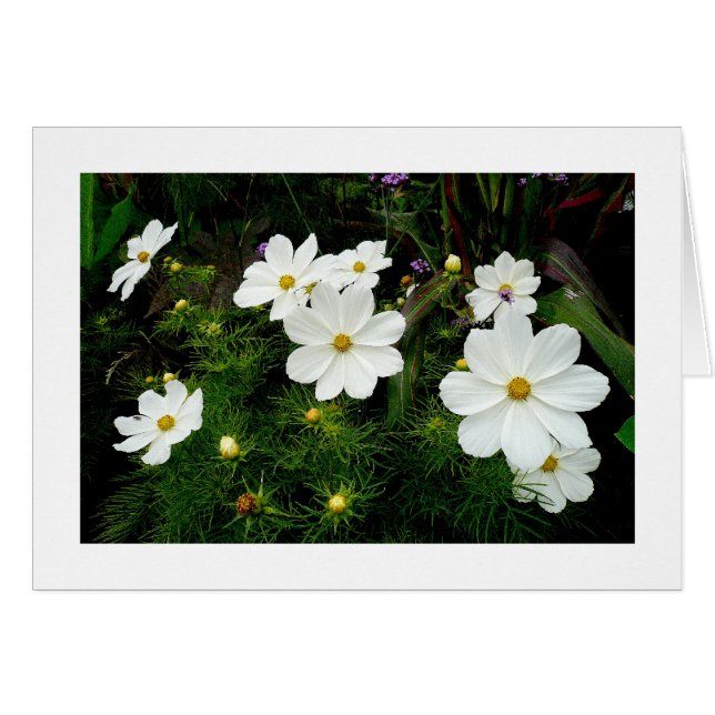 White Cosmos Flowers (Front Horizontal)