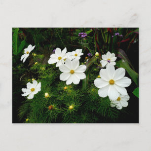 White Cosmos Flowers Postcard