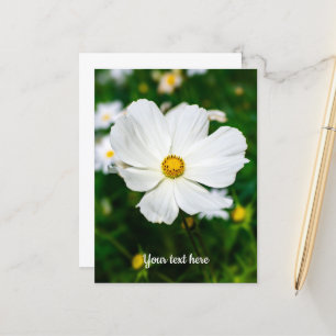 White Cosmos Postcard