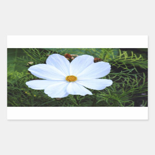 White Cosmos Rectangular Sticker