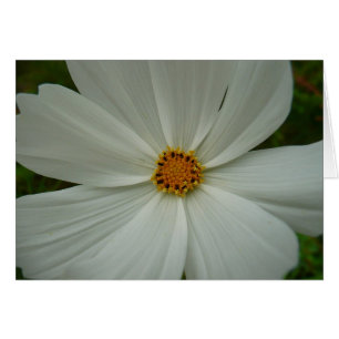 White Cosmos Summer Wildflower Floral