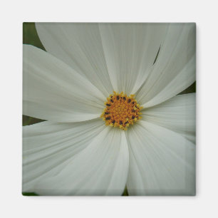 White Cosmos Summer Wildflower Floral Magnet