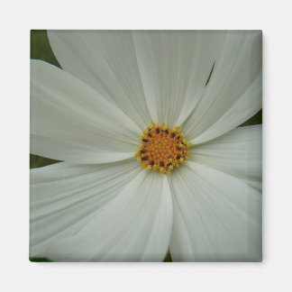 White Cosmos Summer Wildflower Floral Magnet