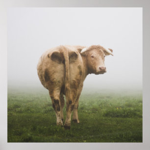White Cow Bull looking Back in a Foggy Field Poster