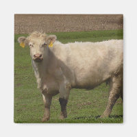 White Cow Farm Animals Photography