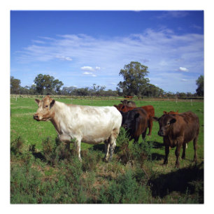 White Cow Leading The Herd, Photo Print