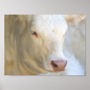 White Cow Poster