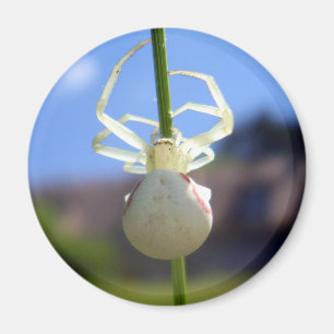White Crab Spider Magnet