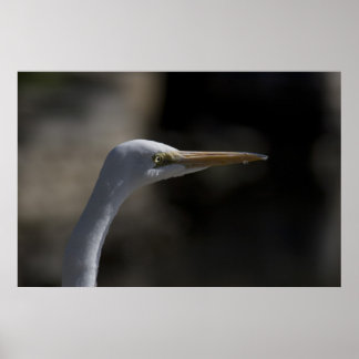 White Crane Bird Headshot Photo Poster
