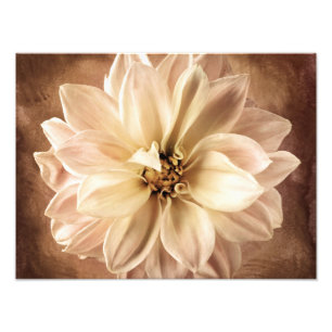 White, Cream, Brown Dahlia Background Customised Photo Print