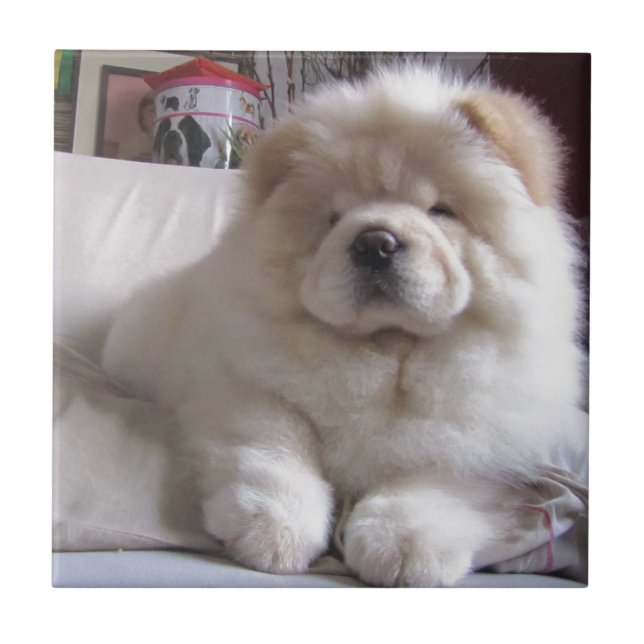 White Cream Puff Chow Chow Puppy Tile (Front)