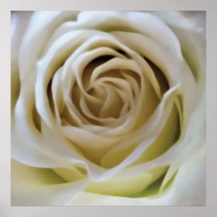 White cream rose, romantic vintage flower detail poster