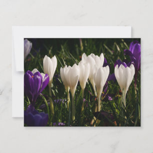 White Crocus Flowers Postcard