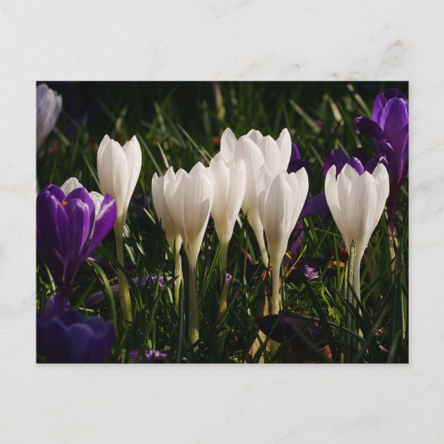 White Crocus Flowers Postcard (Front)