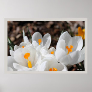 white crocus flowers poster