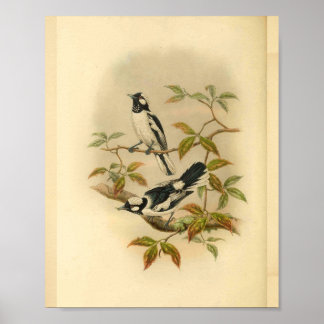 White Crowned Flycatcher Black Bird Vintage Print