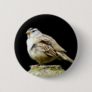 White Crowned Song Sparrow 6 Cm Round Badge