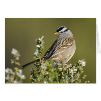White-crowned Sparrow